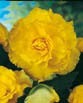 Begonia DOUBLE MEMORY YELLOW